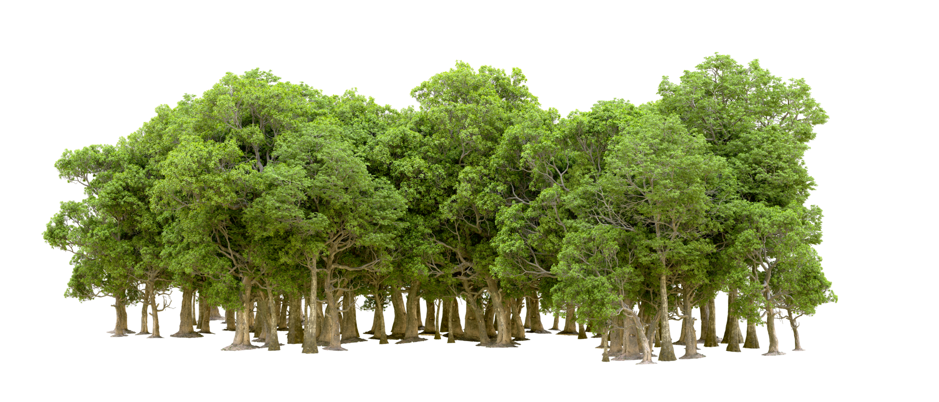 Green forest isolated on background. 3d rendering - illustration png