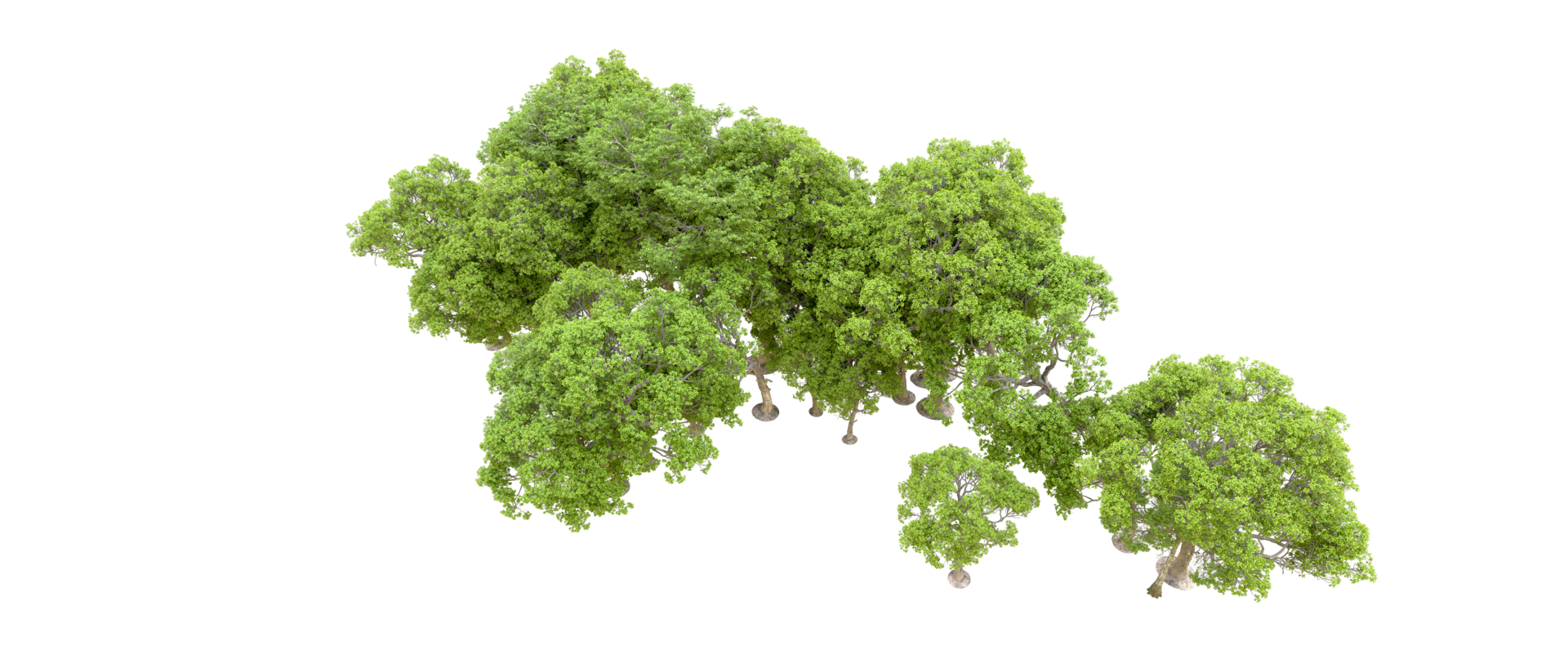 Green forest isolated on background. 3d rendering - illustration png