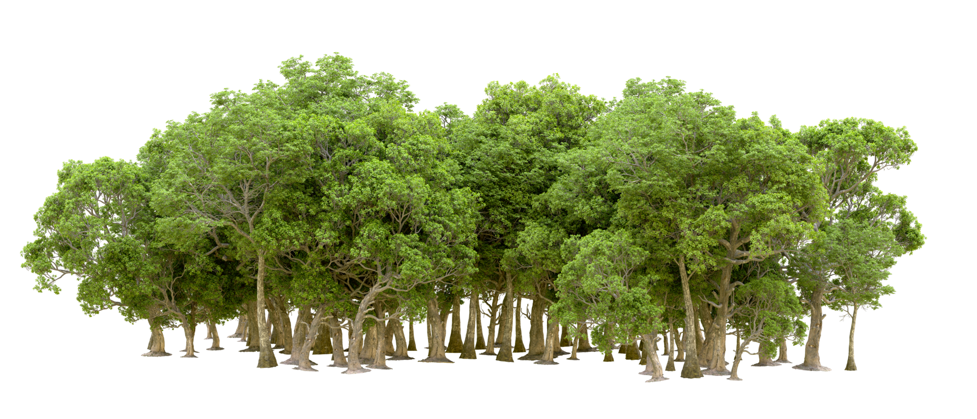 Green forest isolated on background. 3d rendering - illustration png