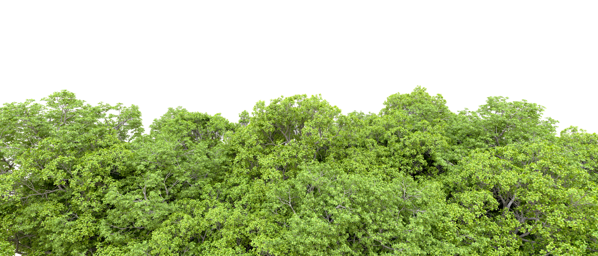 Green forest isolated on background. 3d rendering - illustration png