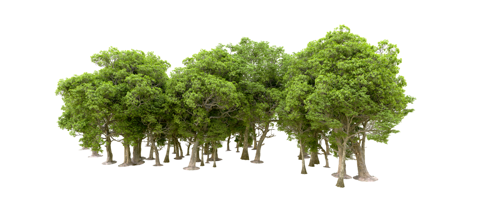 Green forest isolated on background. 3d rendering - illustration png