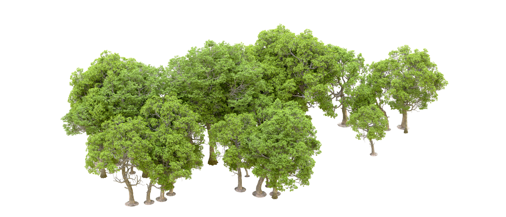 Green forest isolated on background. 3d rendering - illustration png