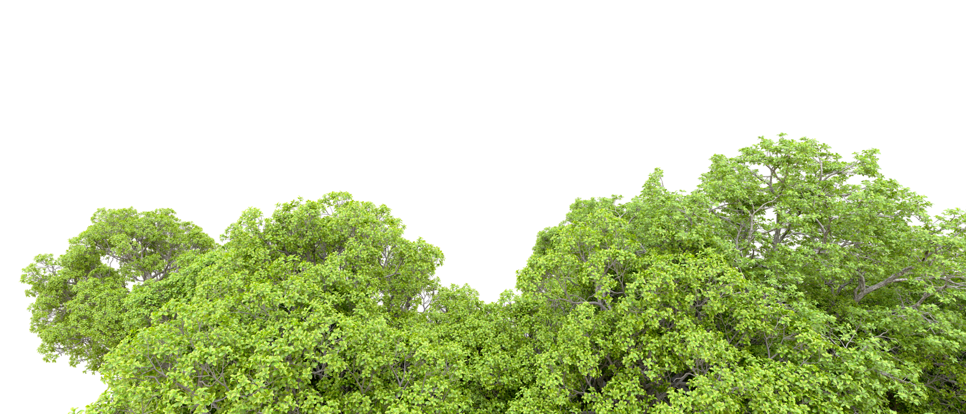 Green forest isolated on background. 3d rendering - illustration png