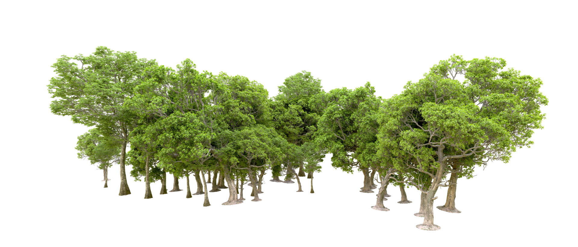 Green forest isolated on background. 3d rendering - illustration png
