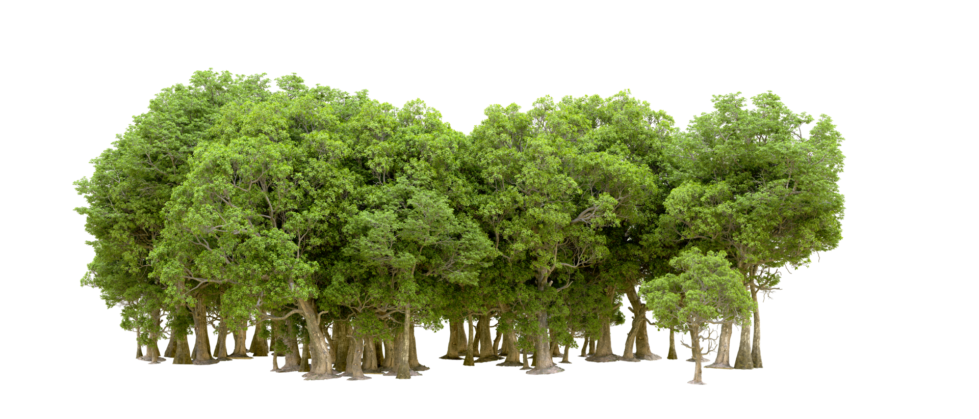 Green forest isolated on background. 3d rendering - illustration png