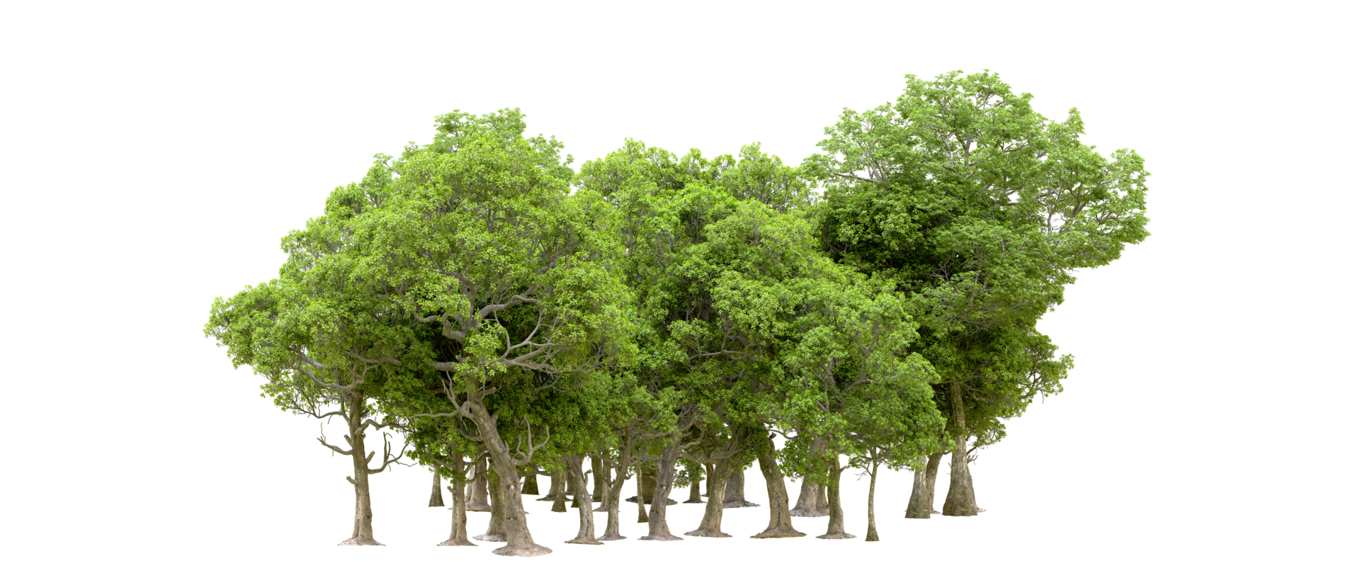 Green forest isolated on background. 3d rendering - illustration png