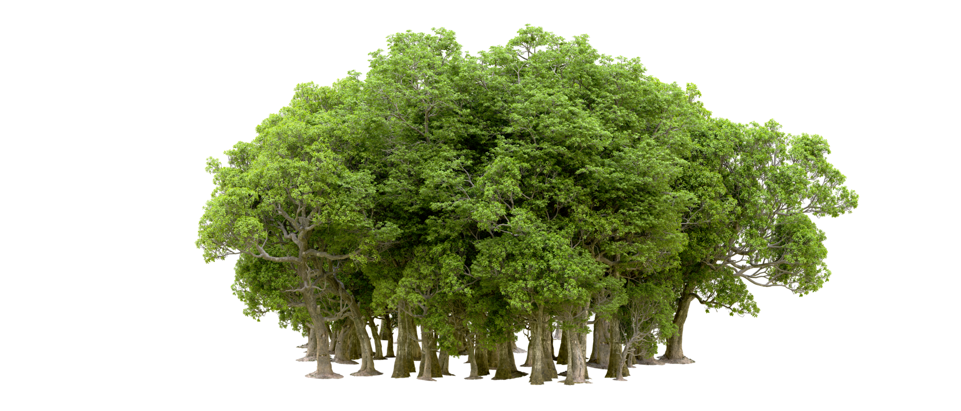 Green forest isolated on background. 3d rendering - illustration png