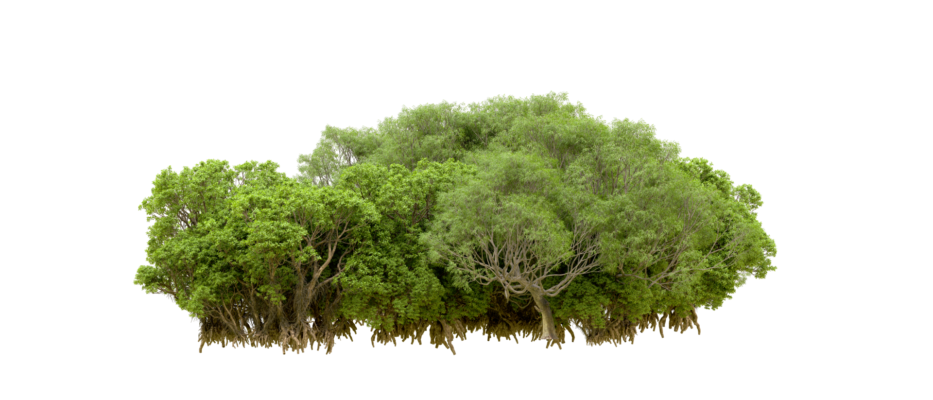 Green forest isolated on background. 3d rendering - illustration png
