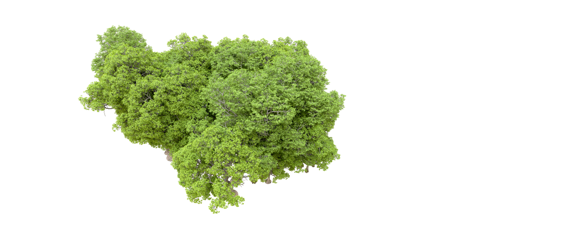 Green forest isolated on background. 3d rendering - illustration png