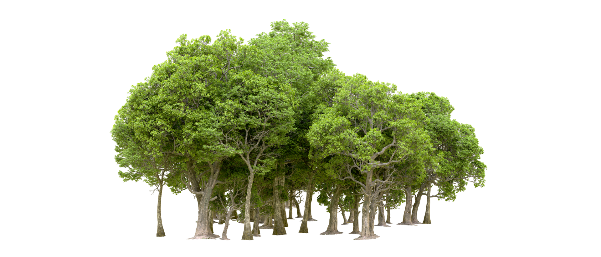 Green forest isolated on background. 3d rendering - illustration png