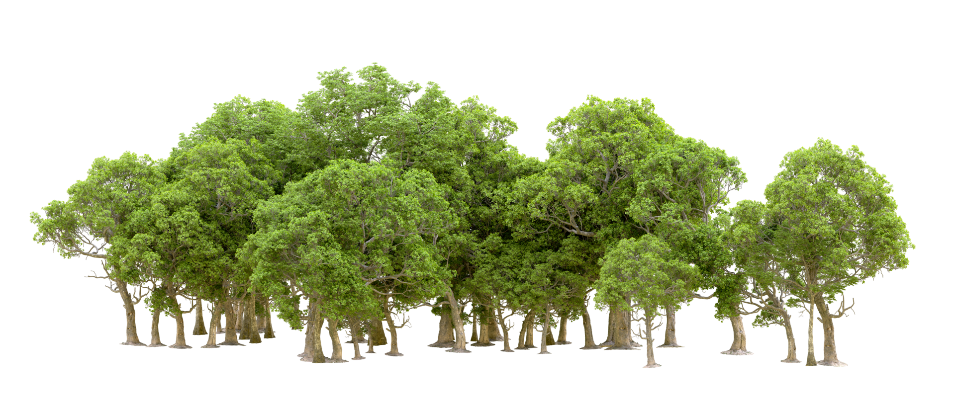 Green forest isolated on background. 3d rendering - illustration png