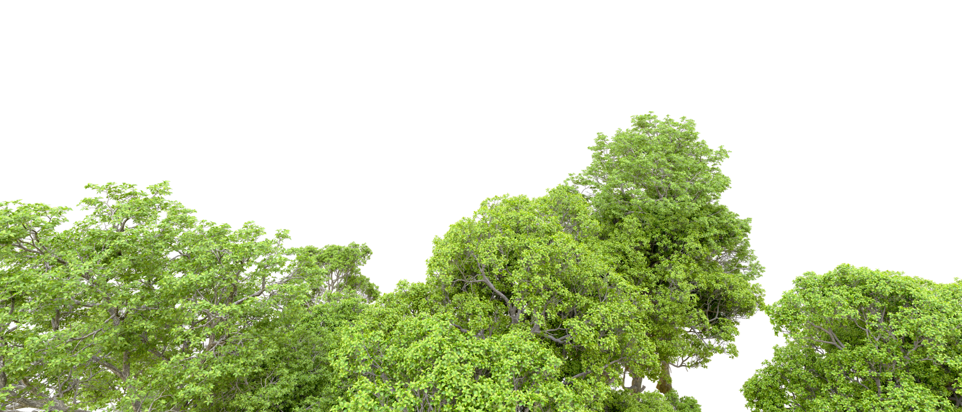 Green forest isolated on background. 3d rendering - illustration png