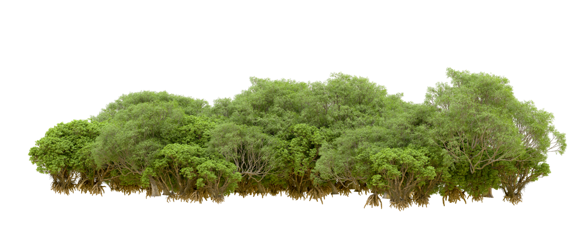 Green forest isolated on background. 3d rendering - illustration png
