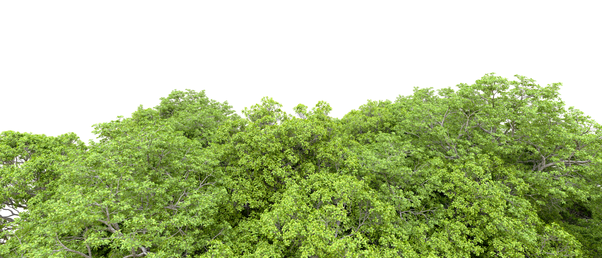Green forest isolated on background. 3d rendering - illustration png