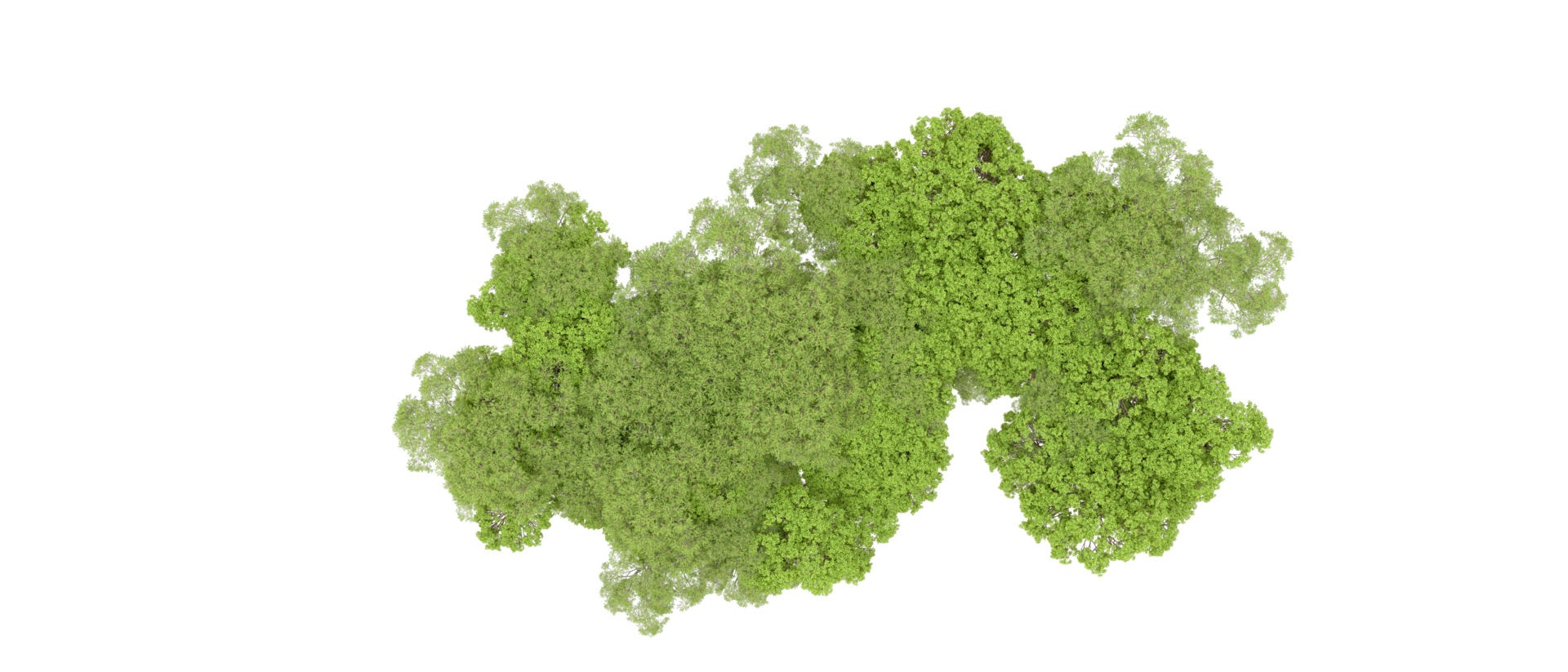 Green forest isolated on background. 3d rendering - illustration png