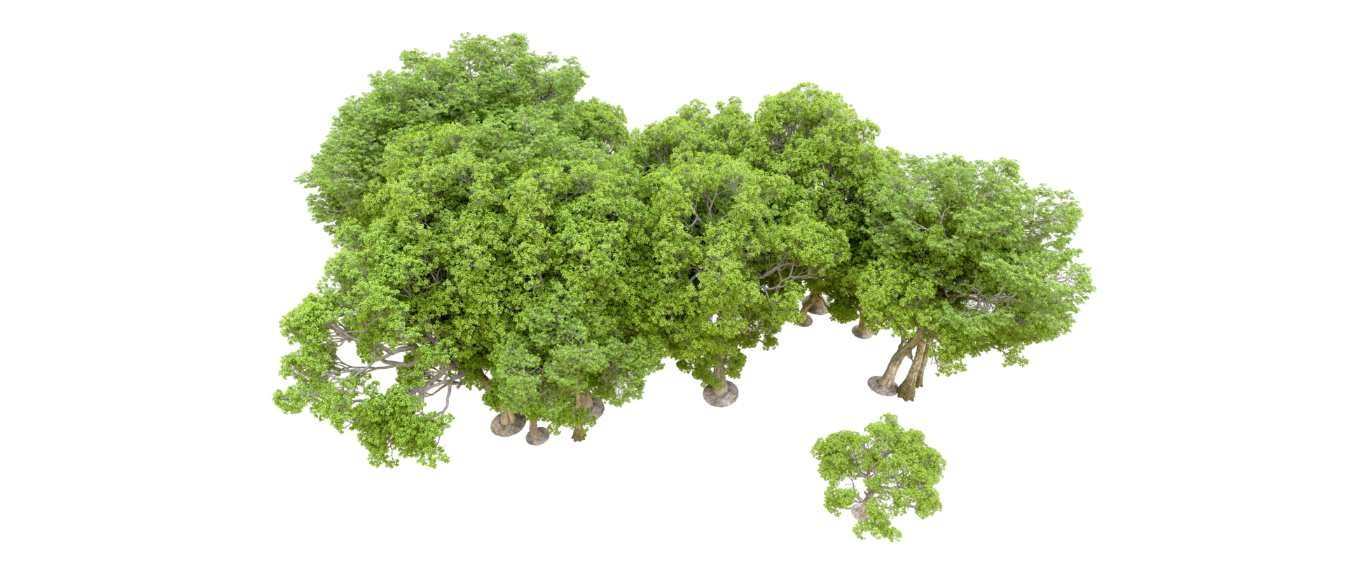 Green forest isolated on background. 3d rendering - illustration png