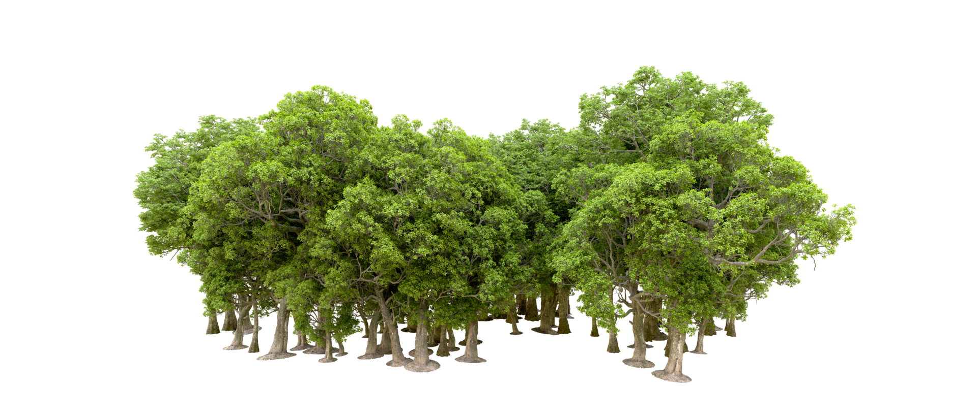 Green forest isolated on background. 3d rendering - illustration png