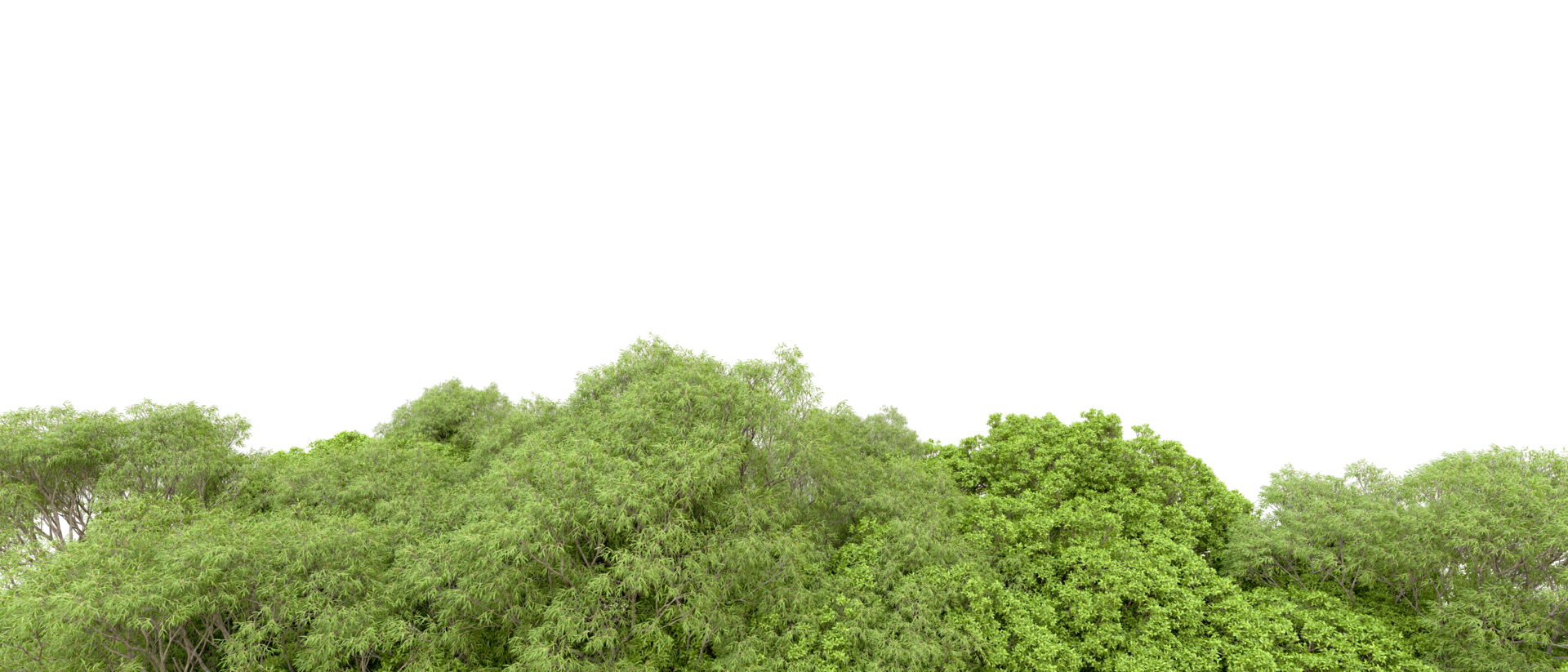Green forest isolated on background. 3d rendering - illustration png