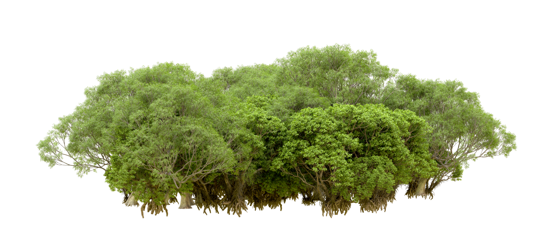 Green forest isolated on background. 3d rendering - illustration png