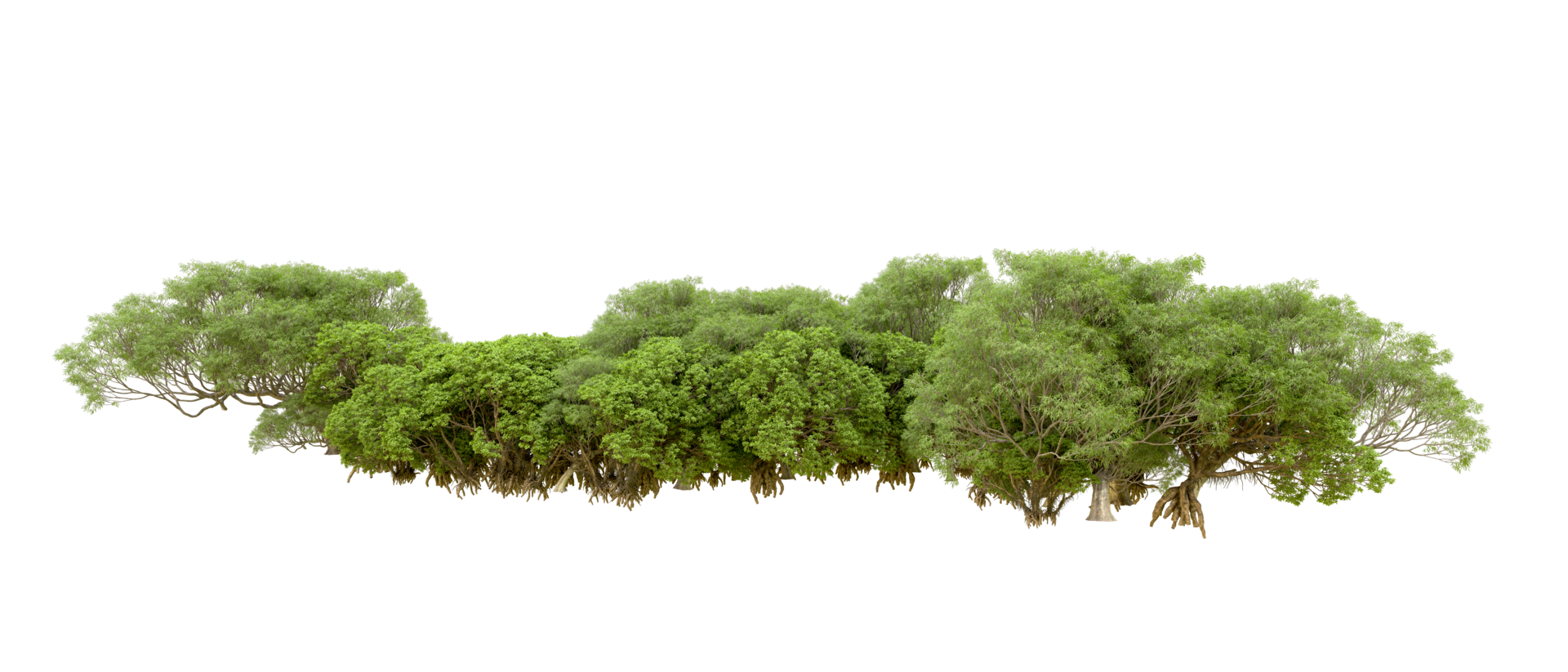 Green forest isolated on background. 3d rendering - illustration png