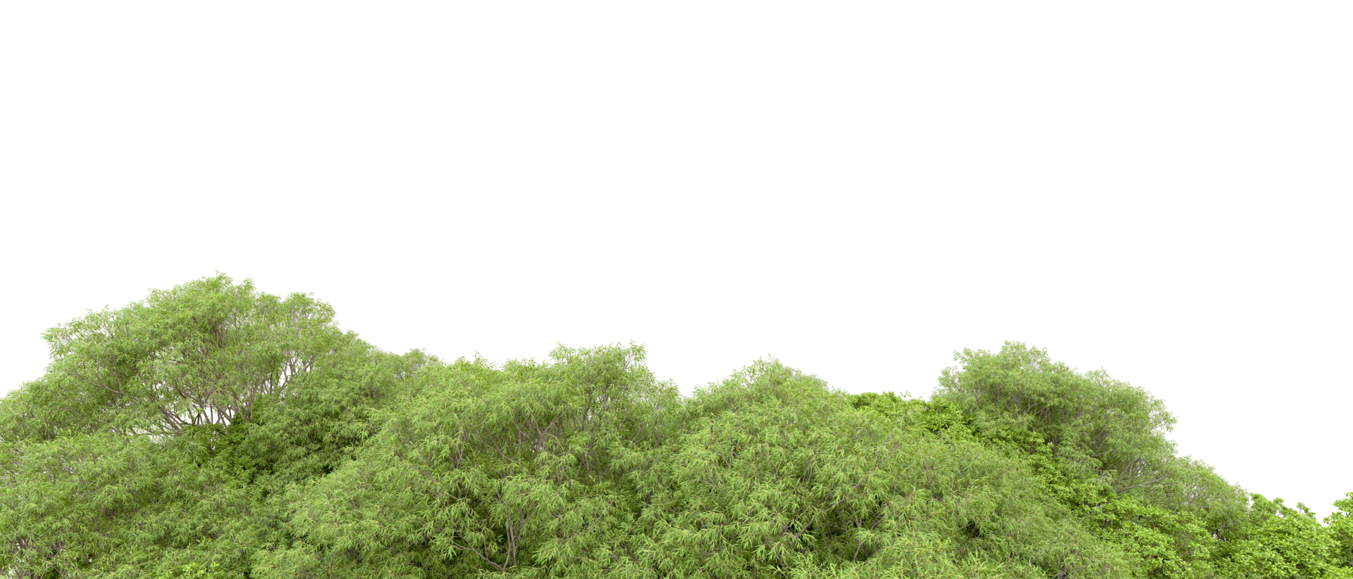 Green forest isolated on background. 3d rendering - illustration png