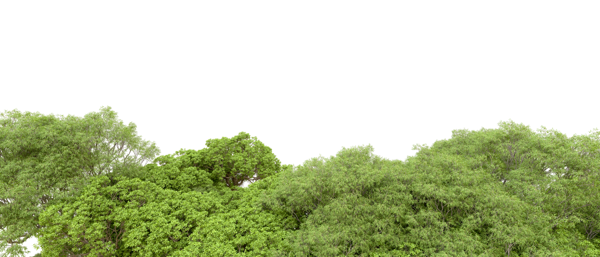 Green forest isolated on background. 3d rendering - illustration png