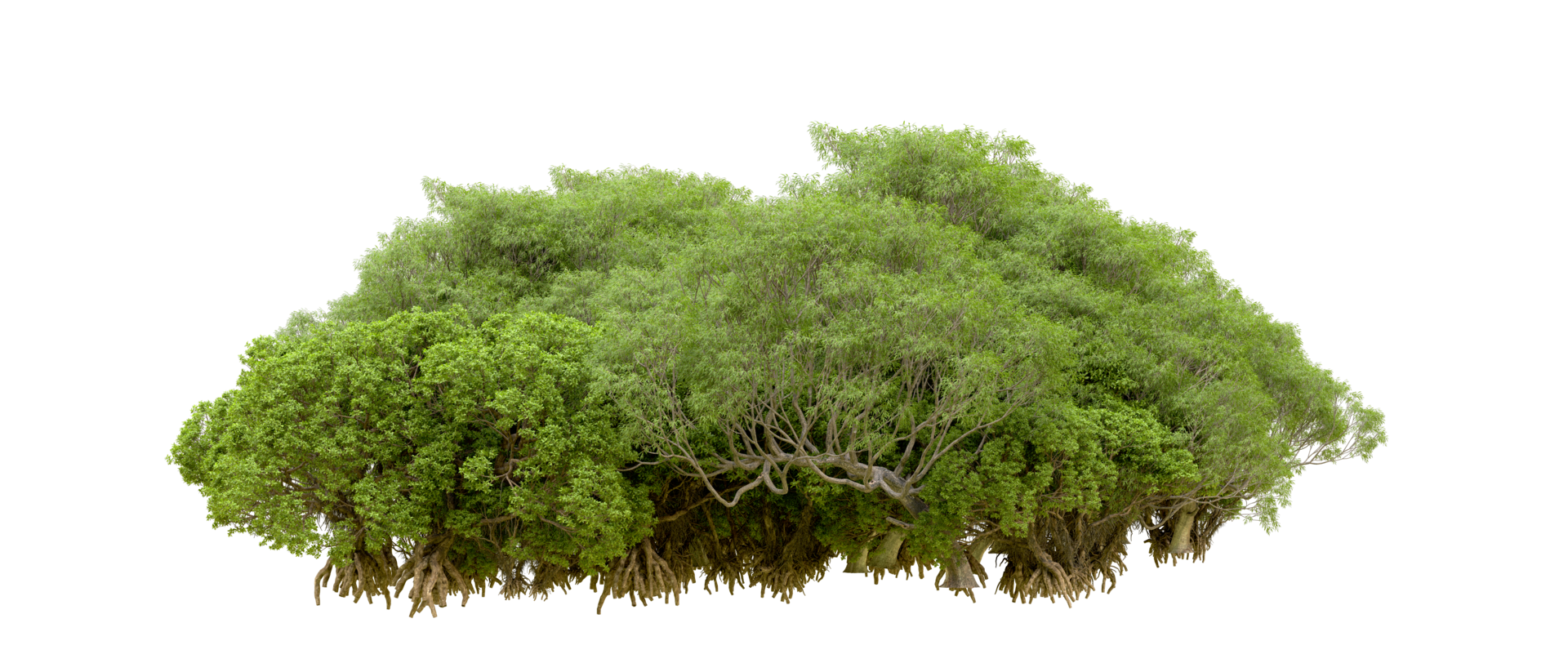 Green forest isolated on background. 3d rendering - illustration png