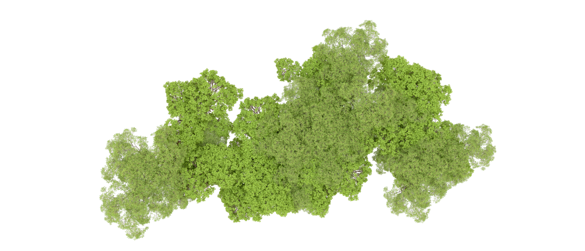 Green forest isolated on background. 3d rendering - illustration png
