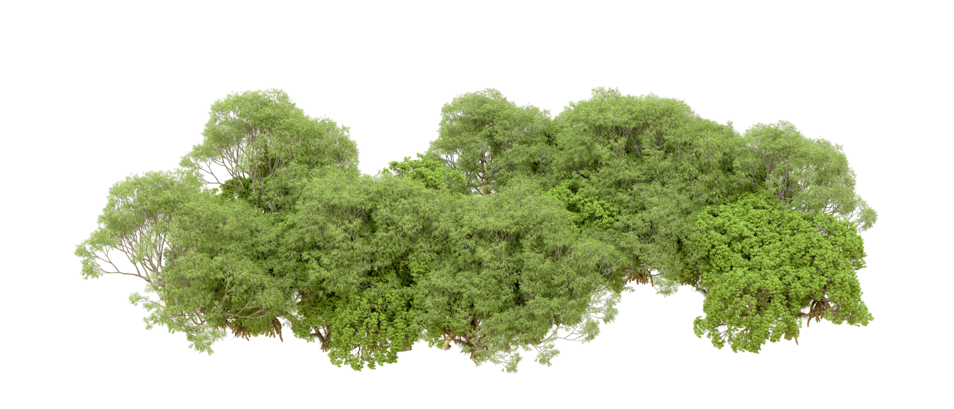 Green forest isolated on background. 3d rendering - illustration png