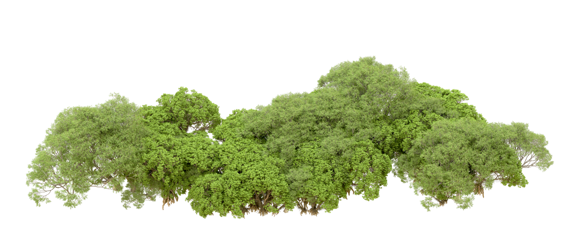 Green forest isolated on background. 3d rendering - illustration png