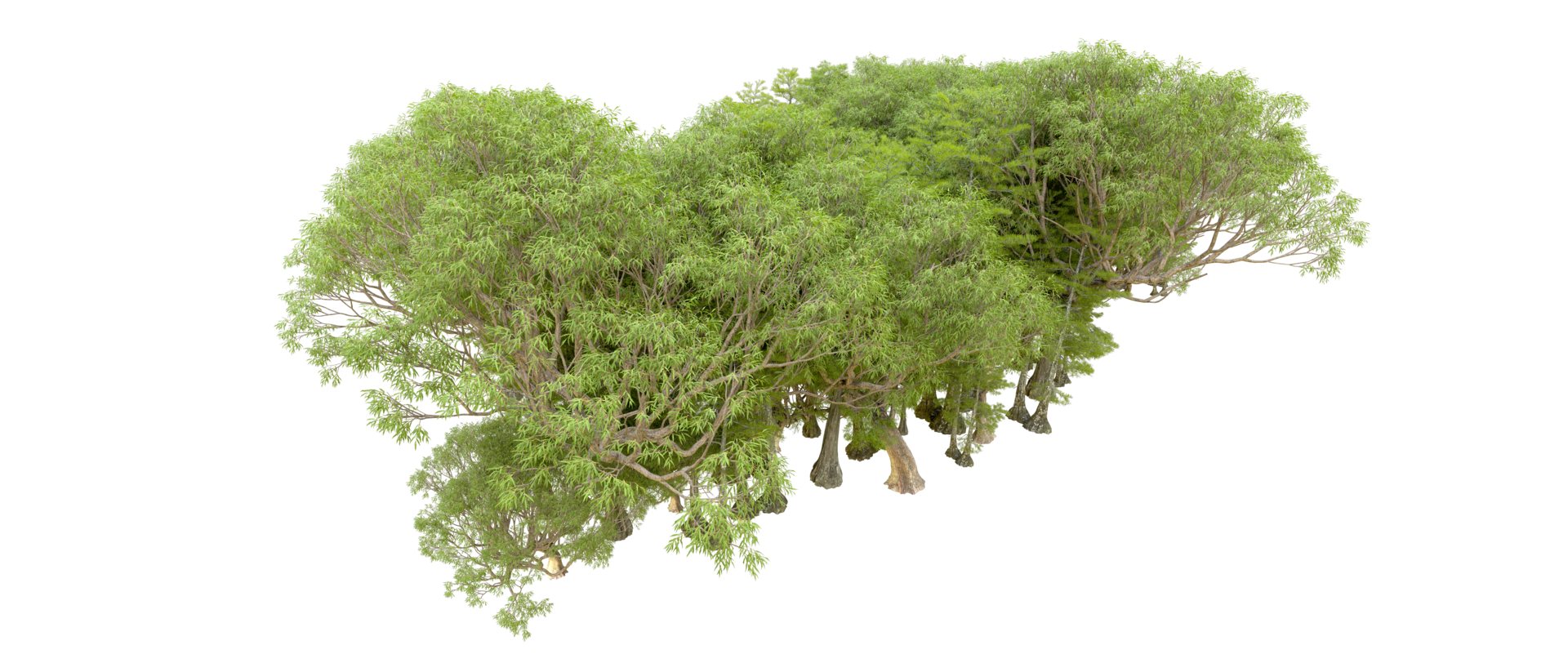 Green forest isolated on background. 3d rendering - illustration png