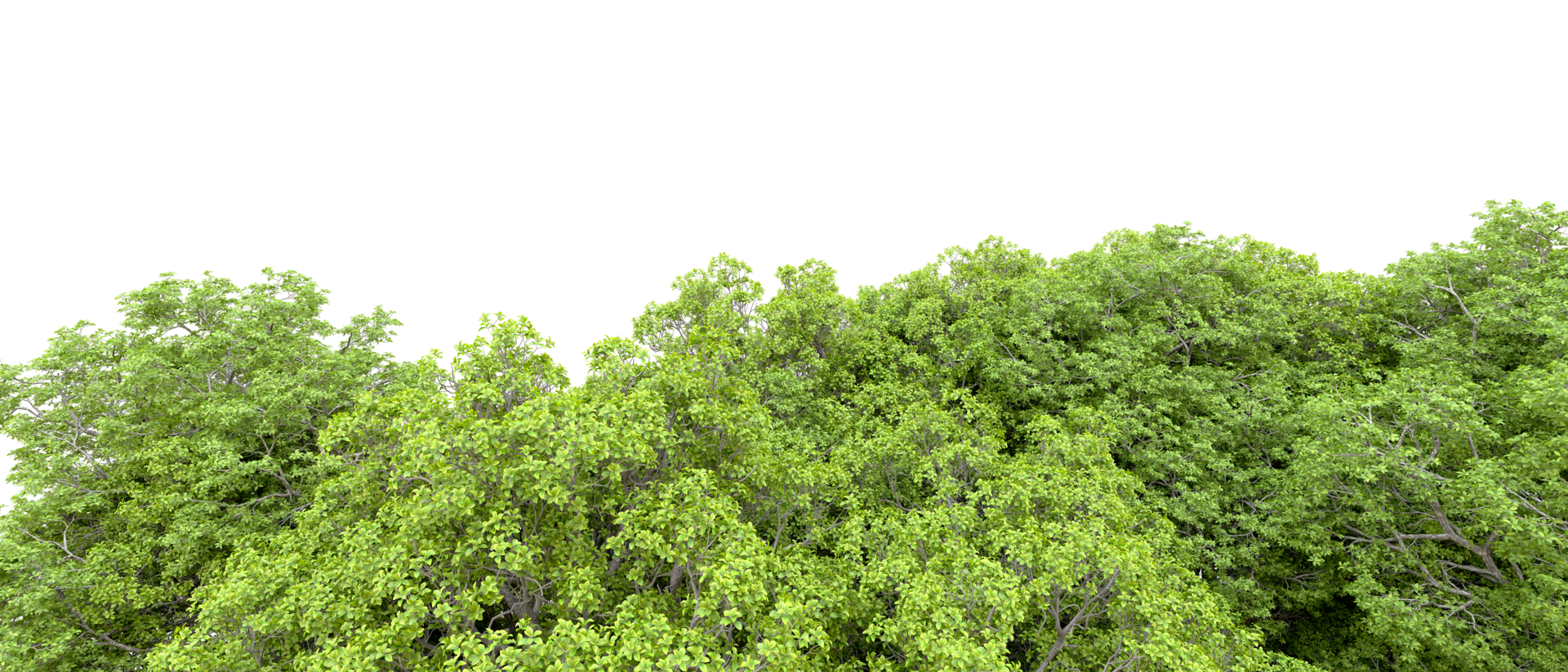 Green forest isolated on background. 3d rendering - illustration png