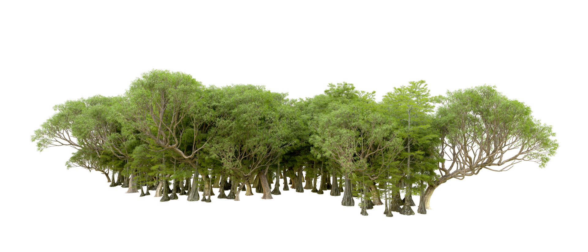Green forest isolated on background. 3d rendering - illustration png