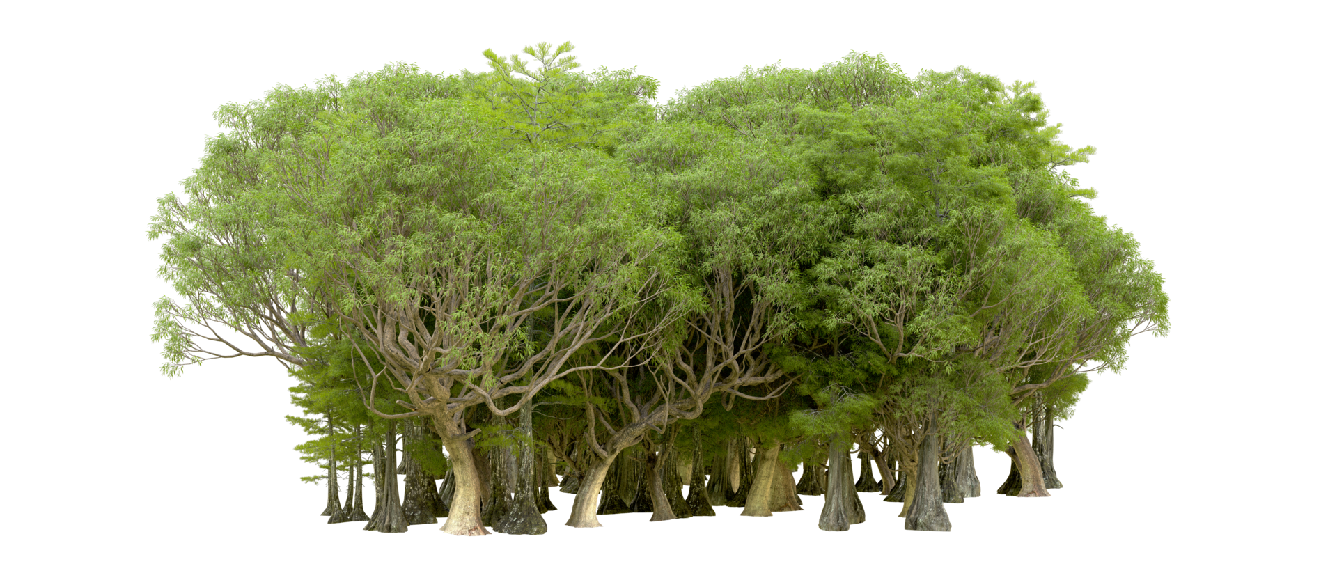 Green forest isolated on background. 3d rendering - illustration png