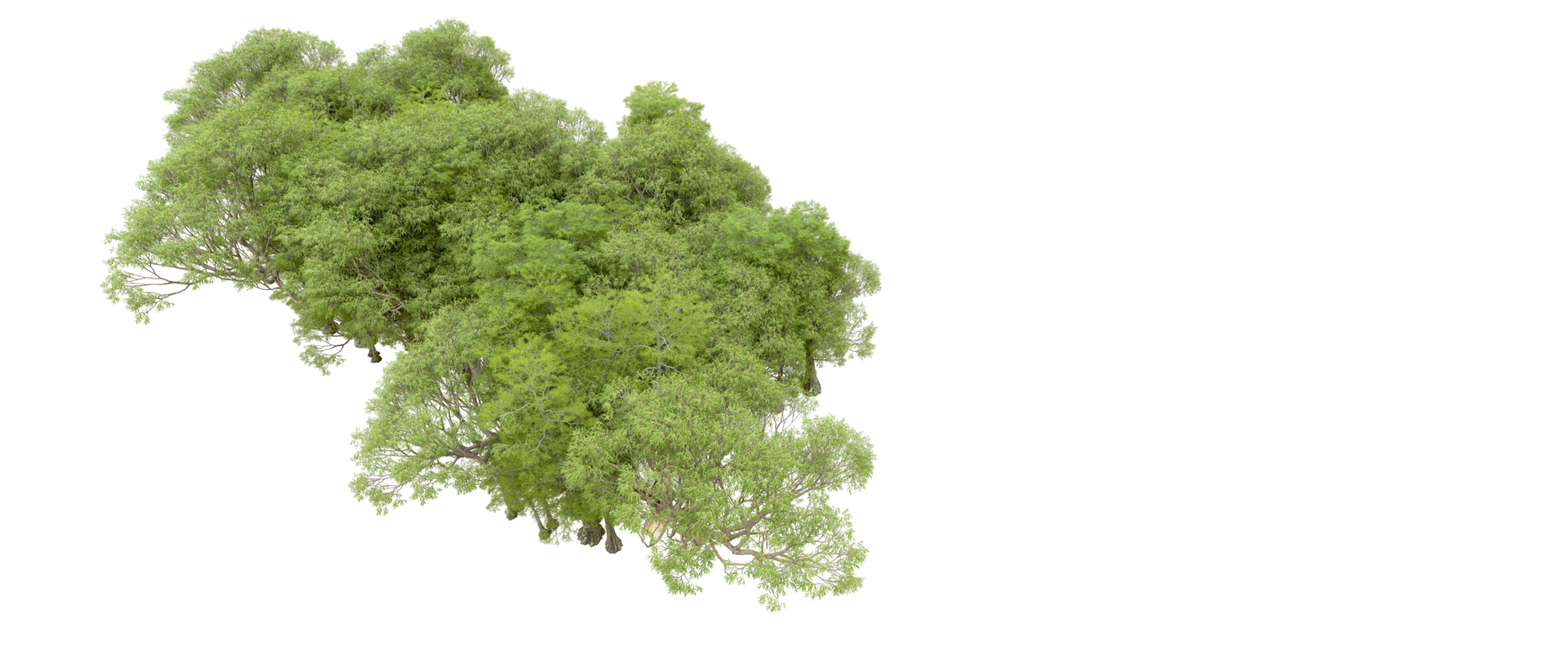 Green forest isolated on background. 3d rendering - illustration png