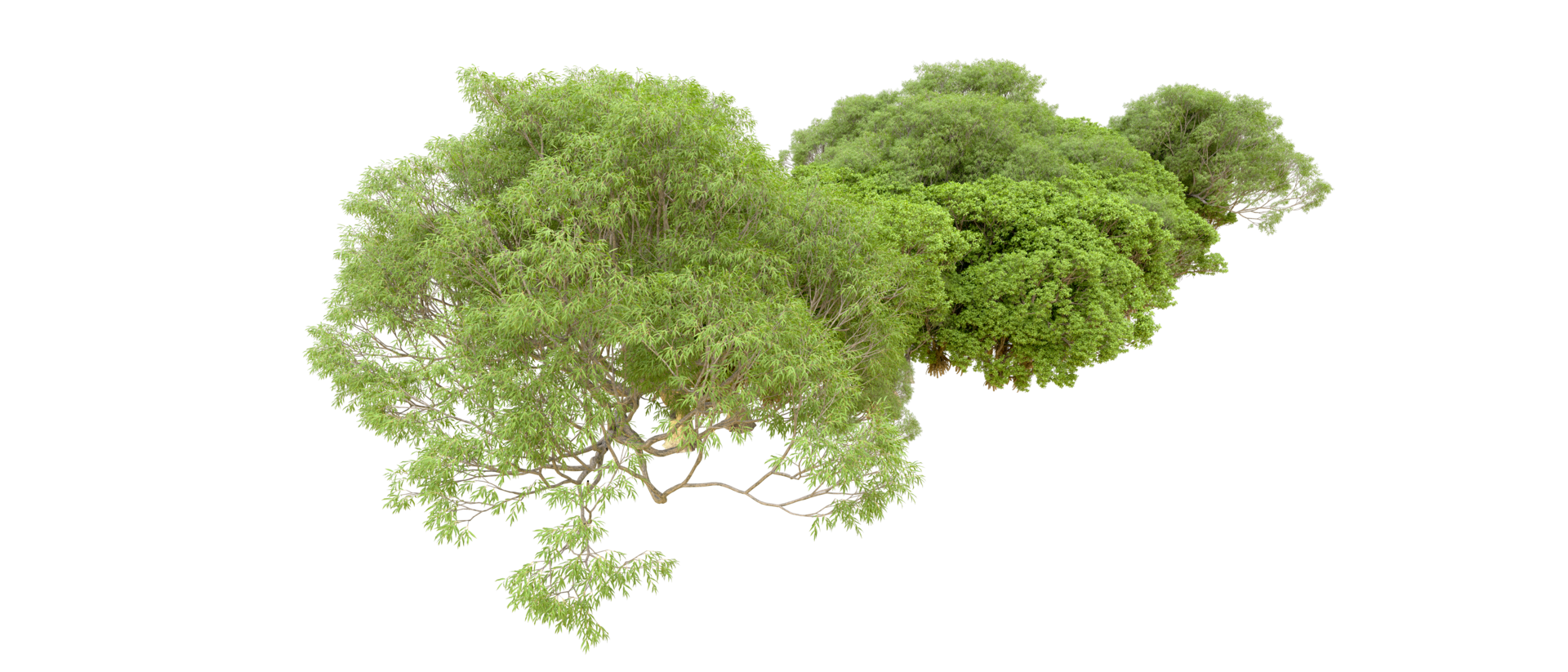 Green forest isolated on background. 3d rendering - illustration png