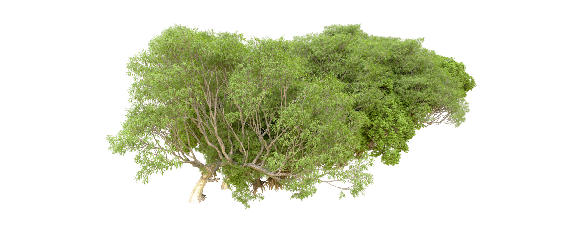 Green forest isolated on background. 3d rendering - illustration png