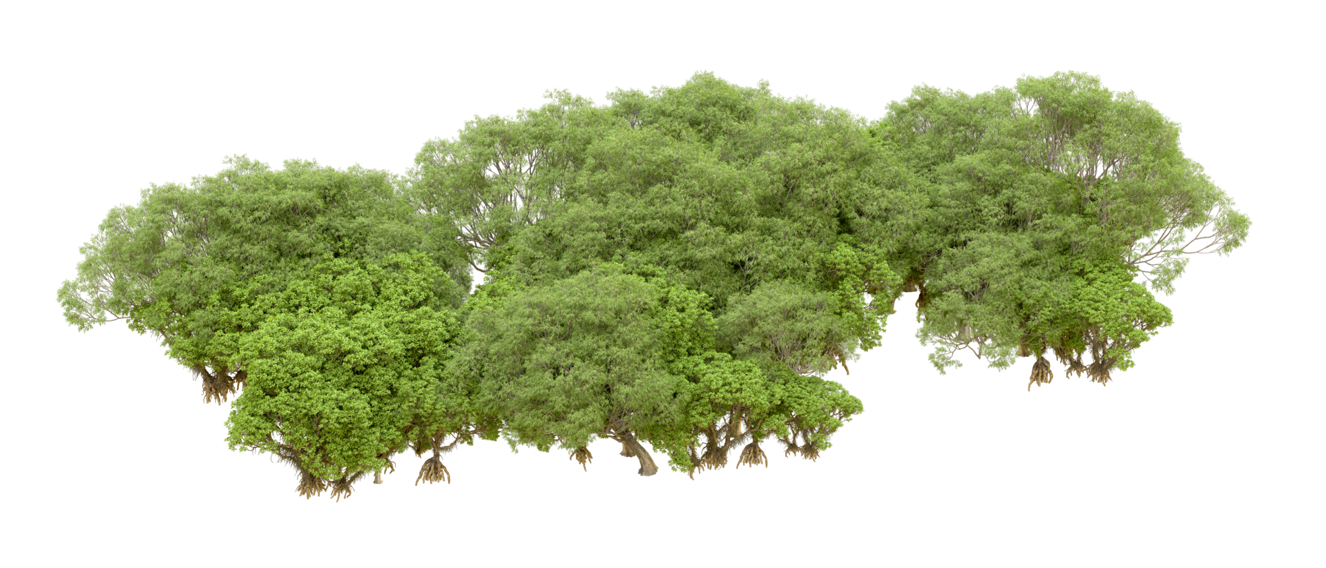 Green forest isolated on background. 3d rendering - illustration png