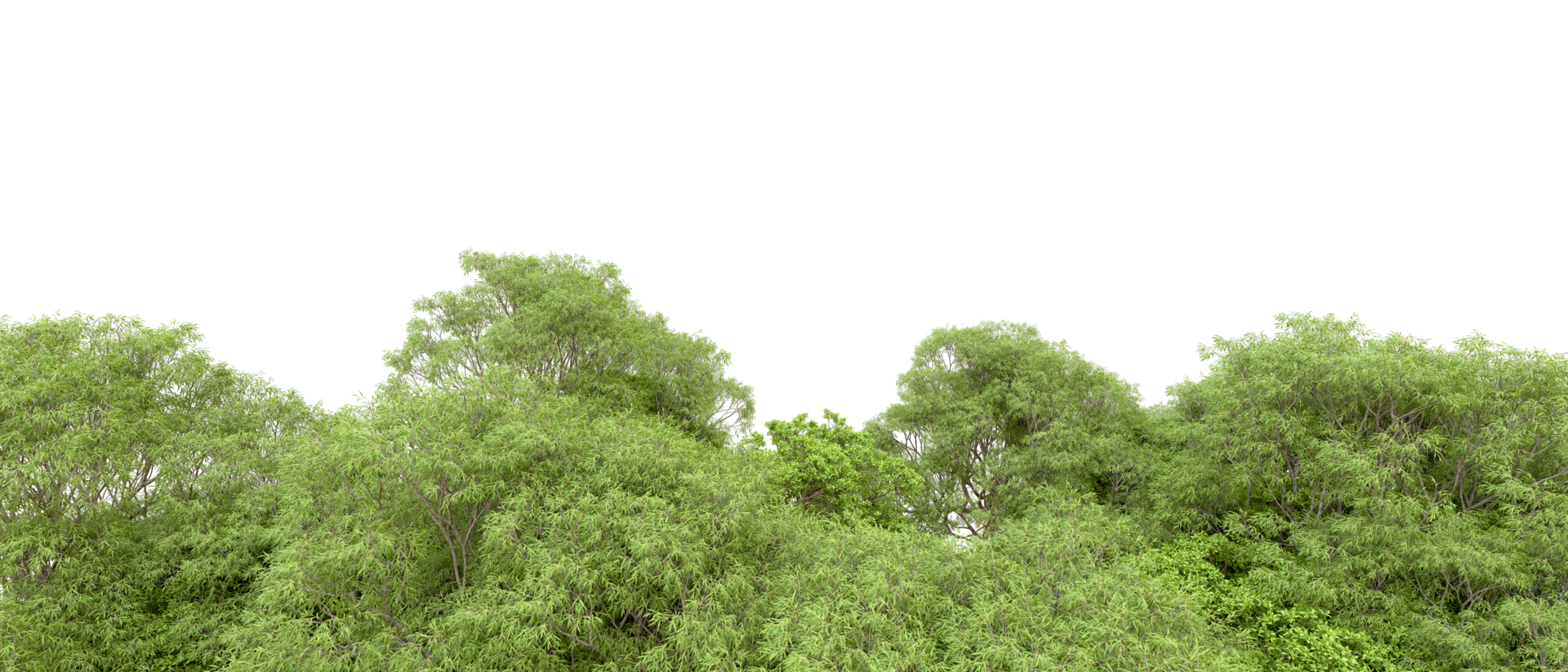 Green forest isolated on background. 3d rendering - illustration png