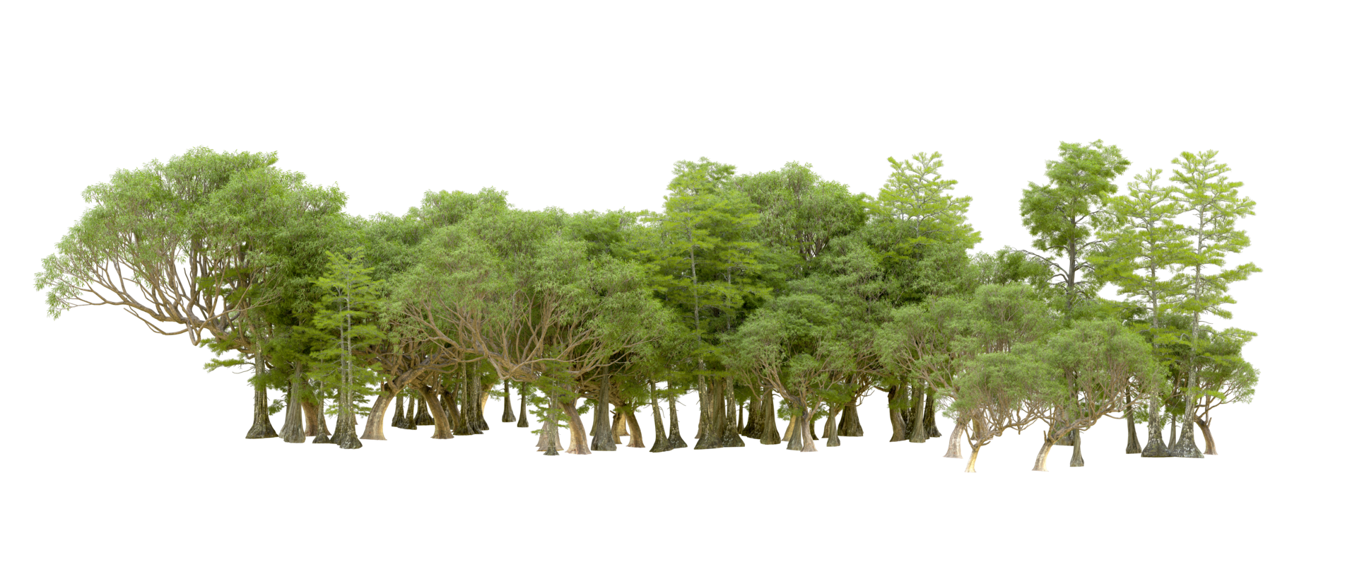 Green forest isolated on background. 3d rendering - illustration png