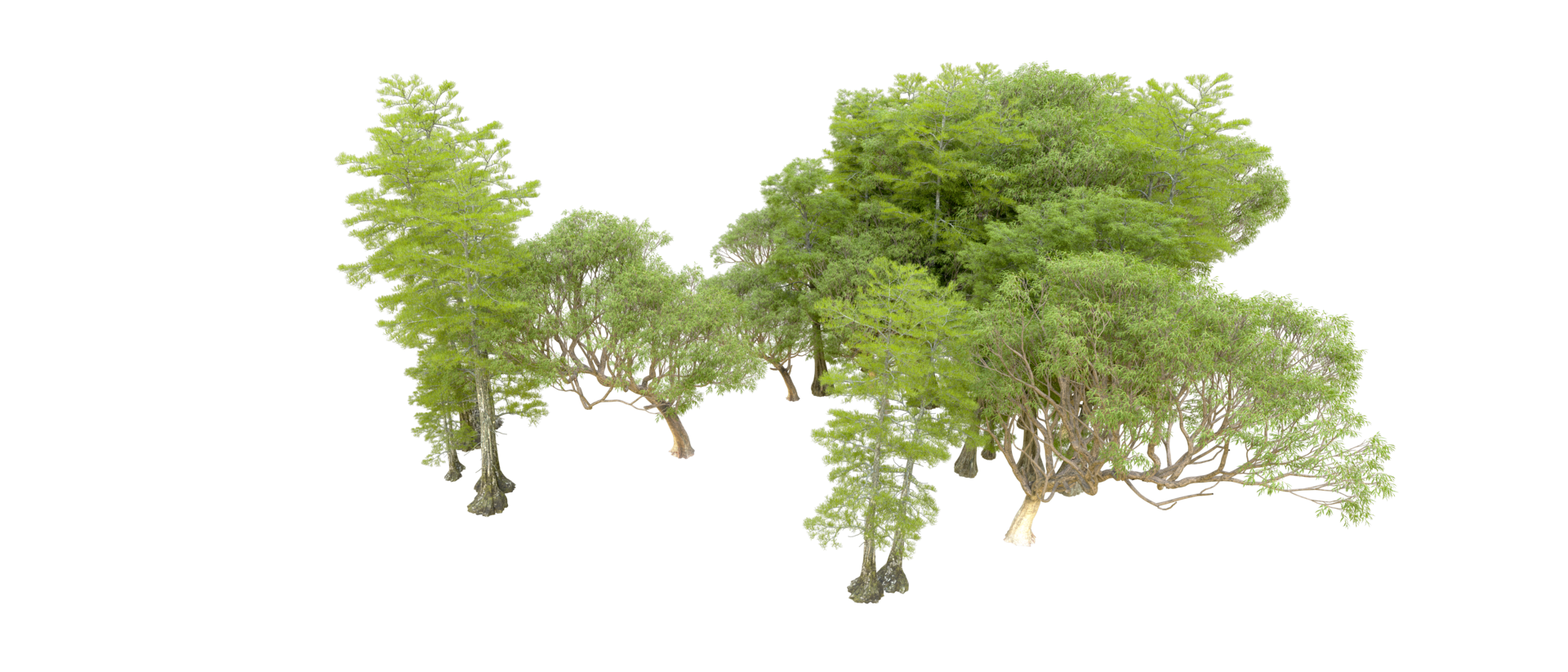 Green forest isolated on background. 3d rendering - illustration png