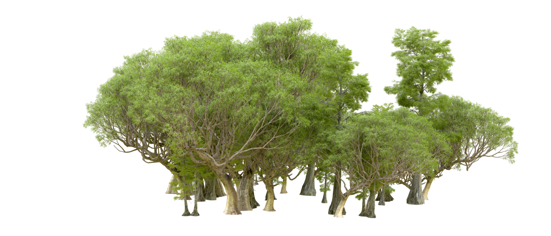 Green forest isolated on background. 3d rendering - illustration png