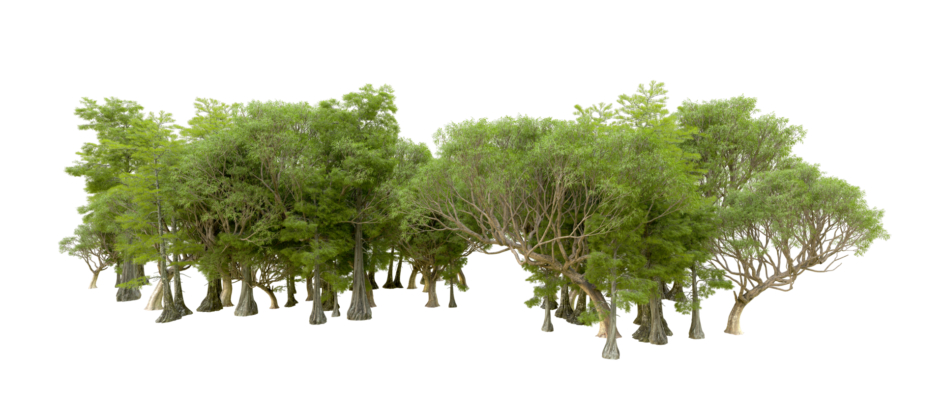 Green forest isolated on background. 3d rendering - illustration png