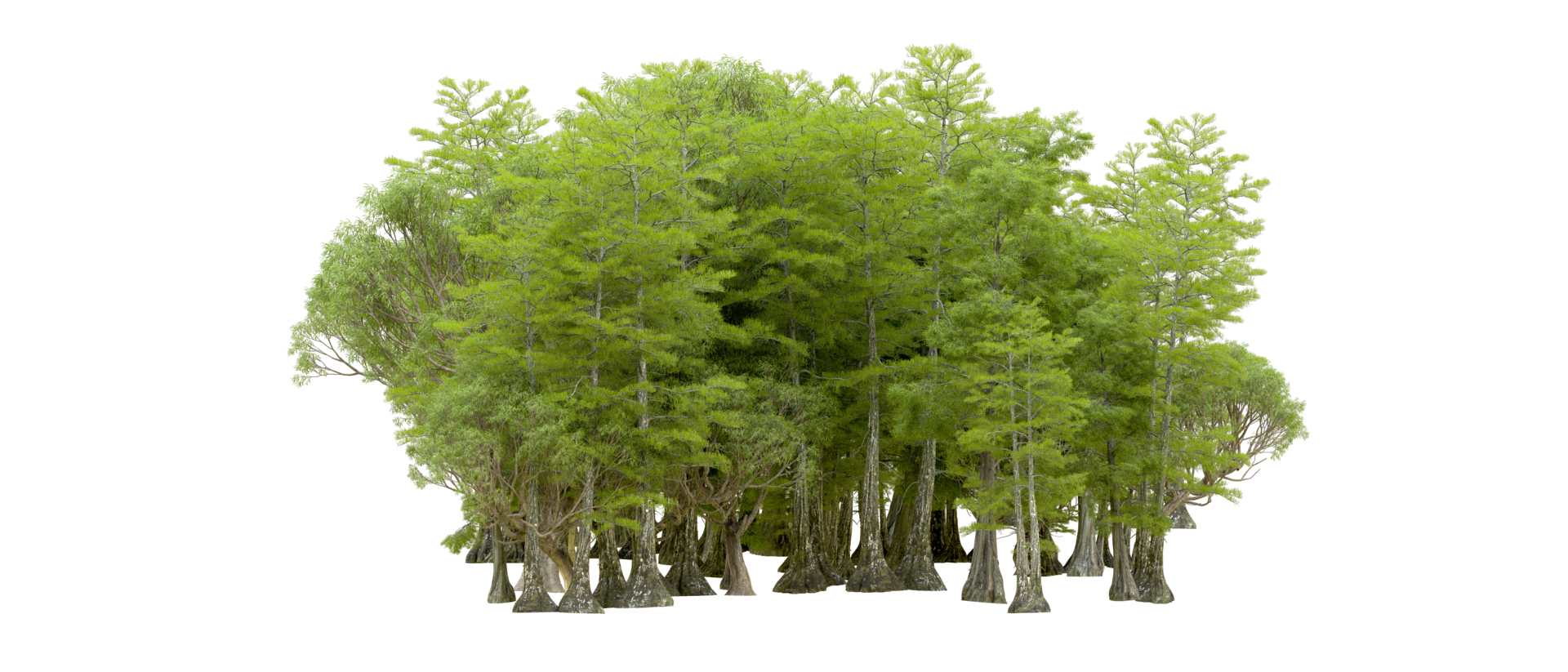 Green forest isolated on background. 3d rendering - illustration png