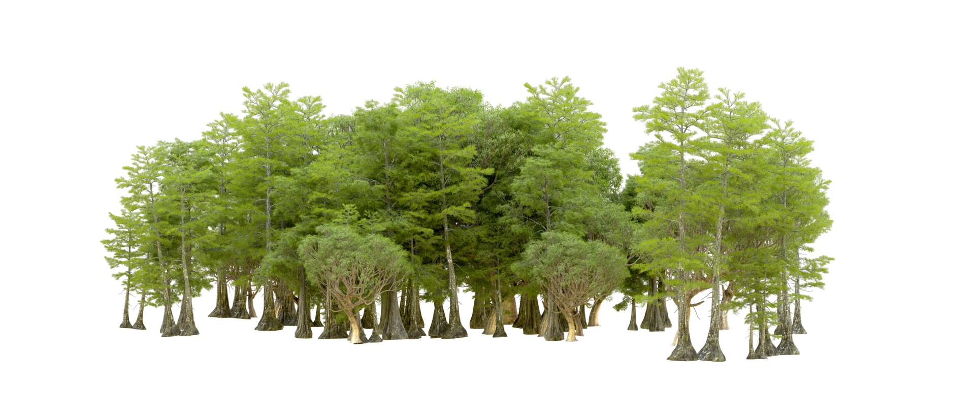Green forest isolated on background. 3d rendering - illustration png