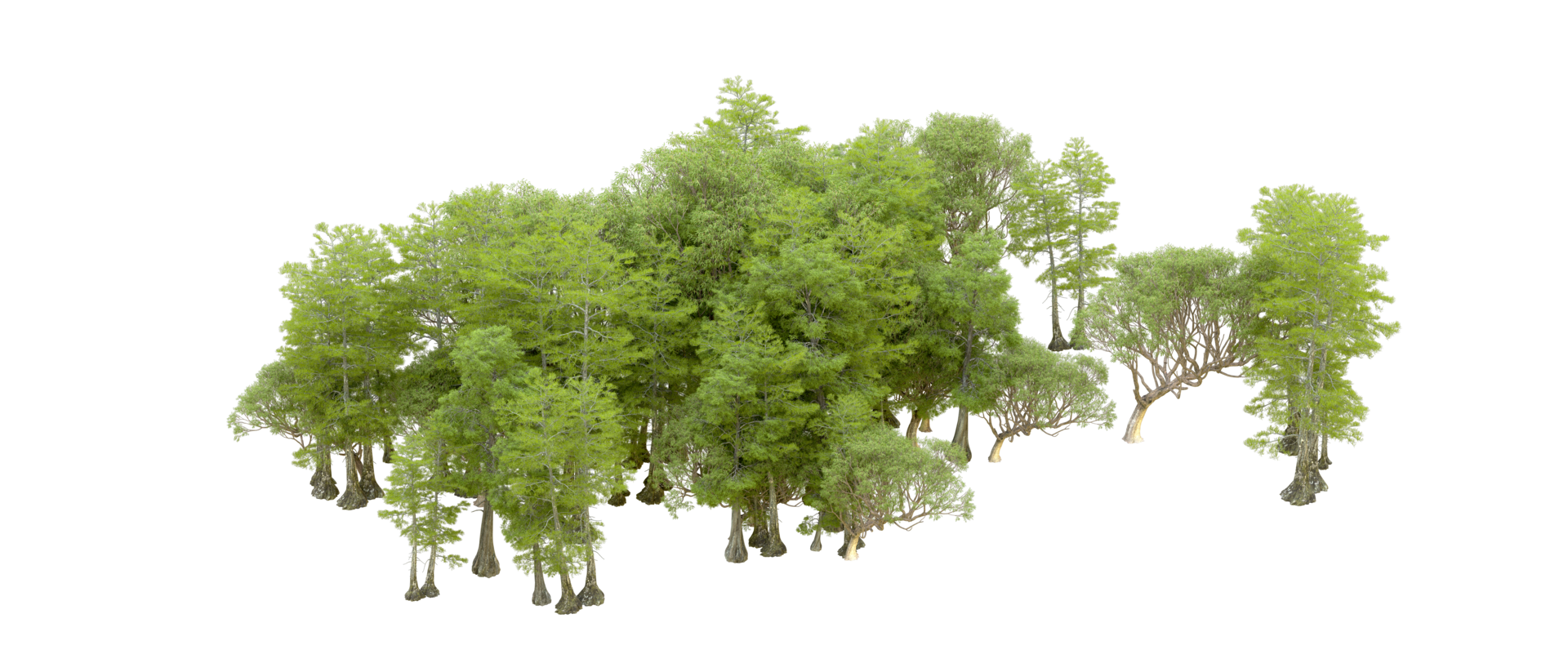 Green forest isolated on background. 3d rendering - illustration png