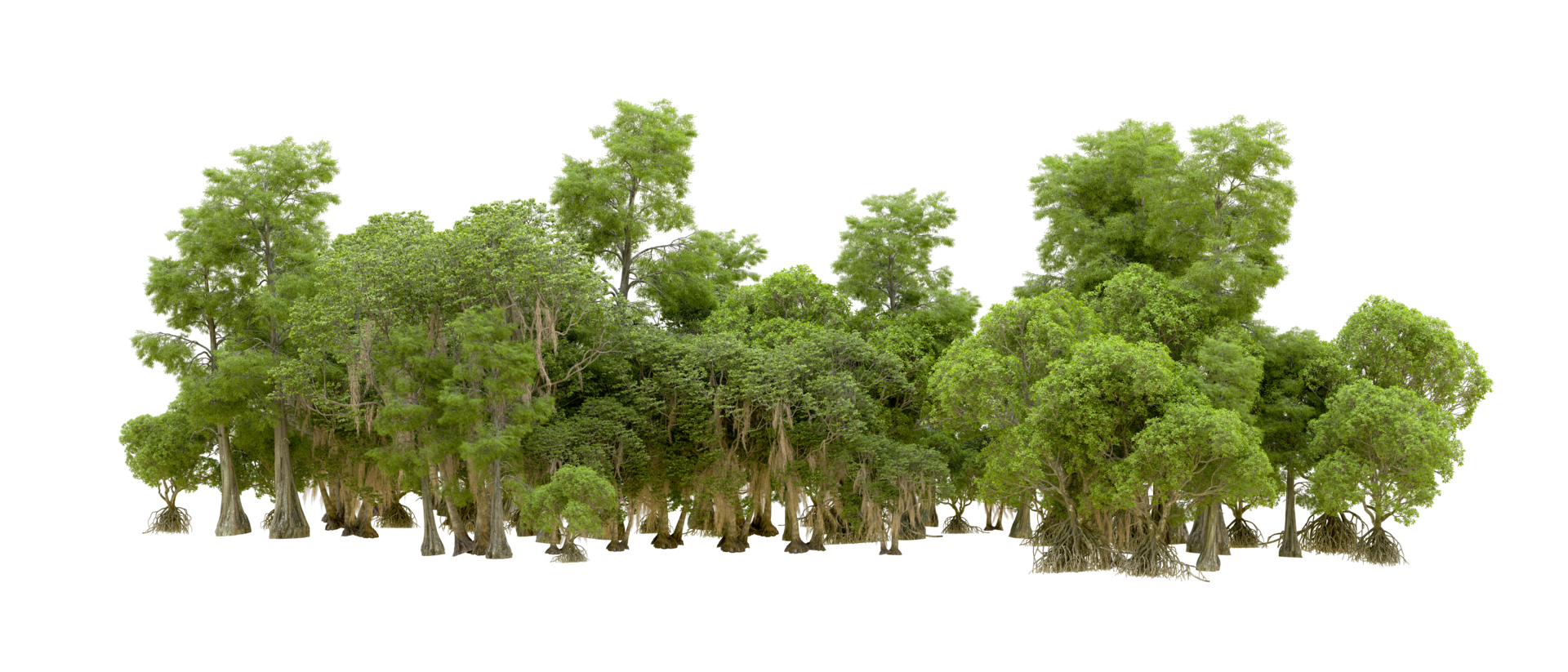Green forest isolated on background. 3d rendering - illustration png