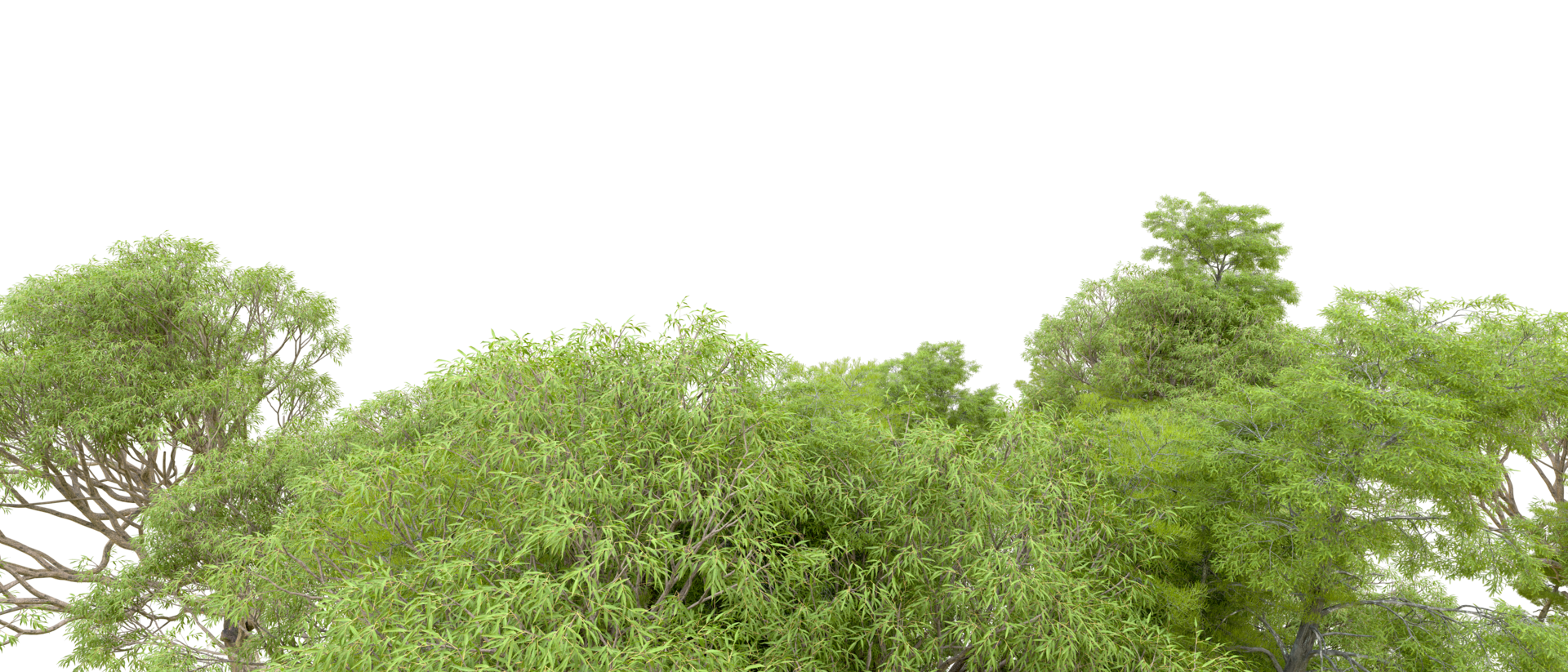 Green forest isolated on background. 3d rendering - illustration png