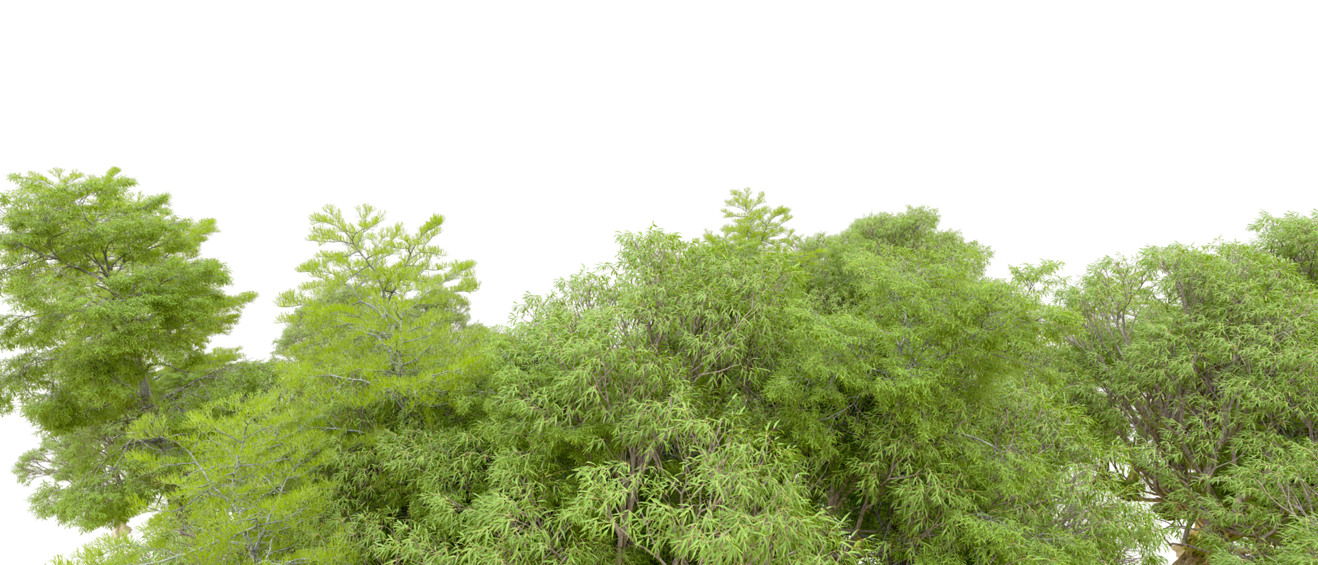 Green forest isolated on background. 3d rendering - illustration png