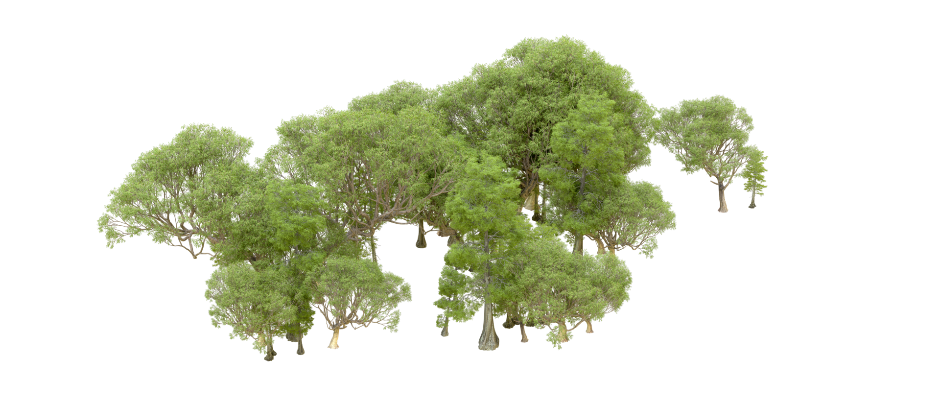 Green forest isolated on background. 3d rendering - illustration png